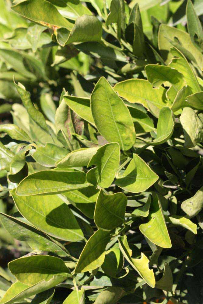            Sun leaves (Riverside, CA)   